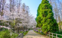 044樱花林_副本.jpg