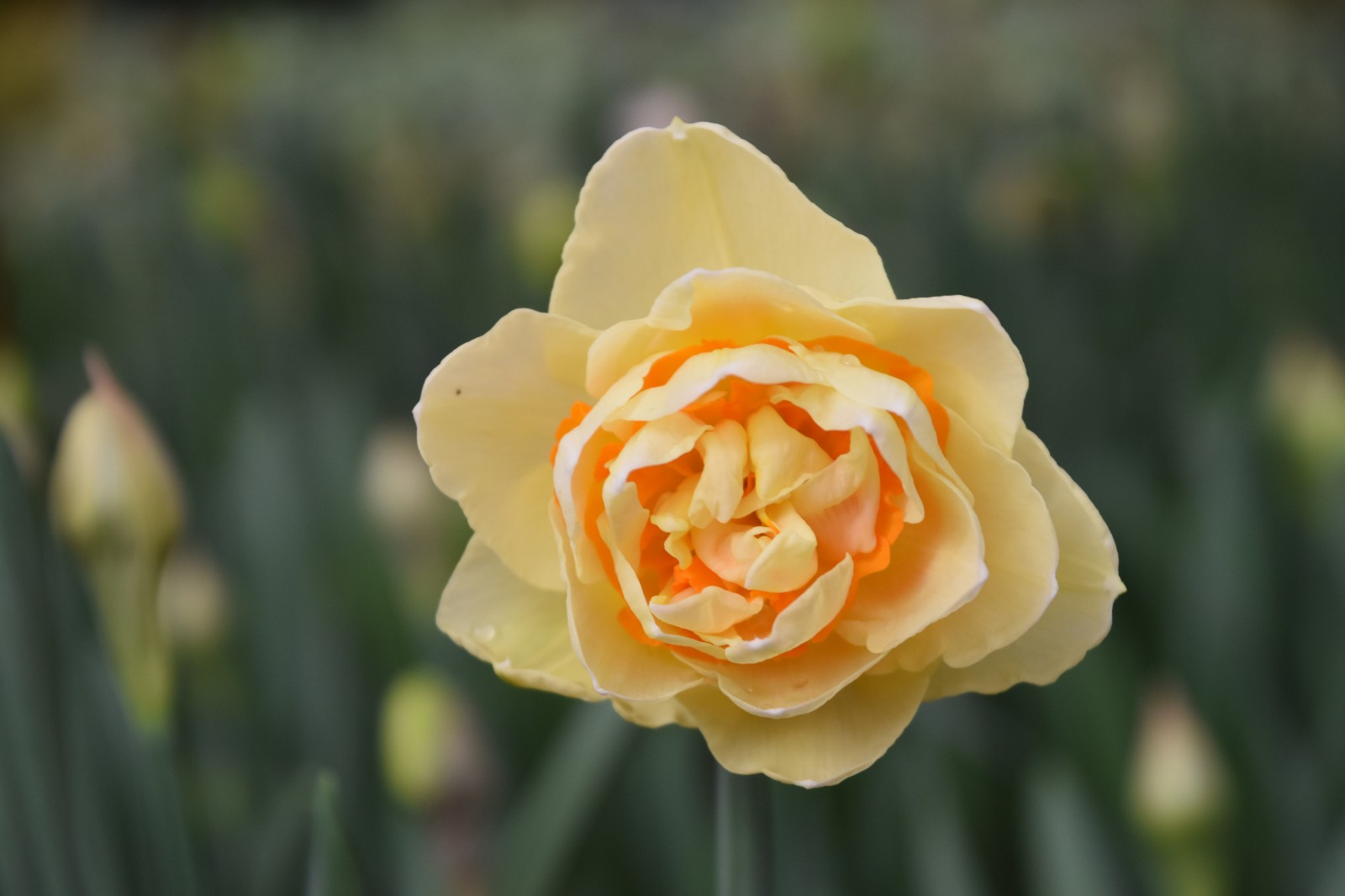 花船游行.JPG 花船游行.JPG