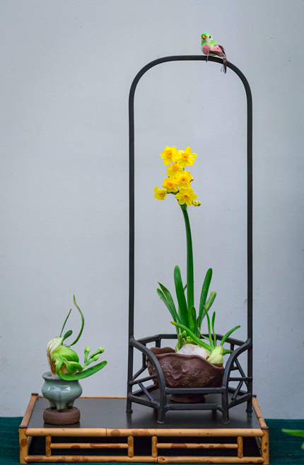 01-水仙花魁-31-一篮情深(施轶).PNG 01-水仙花魁-31-一篮情深(施轶).PNG