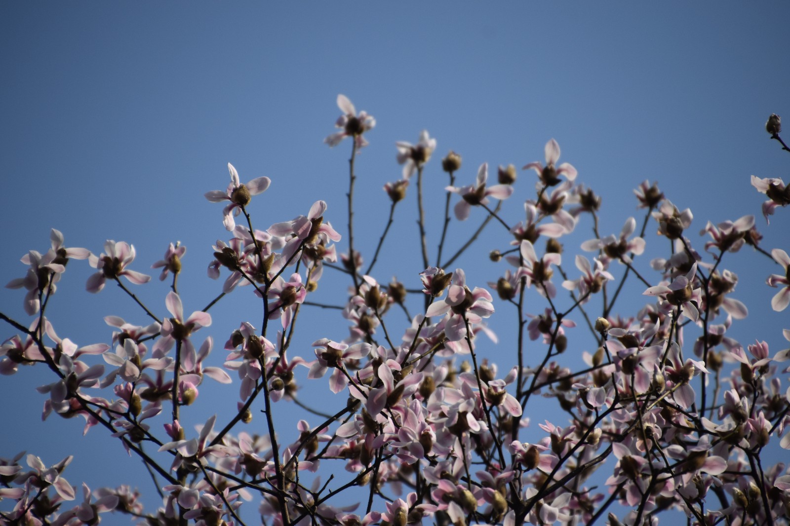 DSC_0445.JPG DSC_0445.JPG