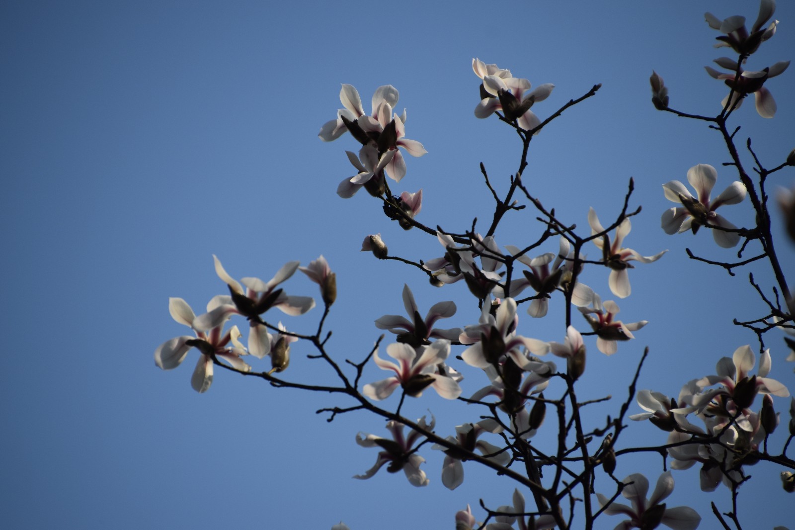 DSC_0448.JPG DSC_0448.JPG