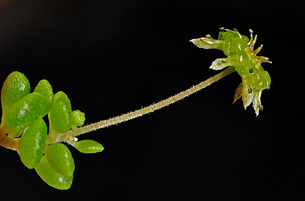 植物与人口_人口与国情手抄报(2)