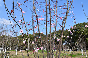 梅花