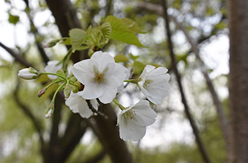 桃花