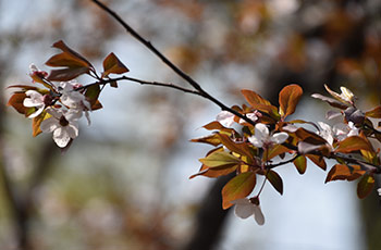 紫叶李